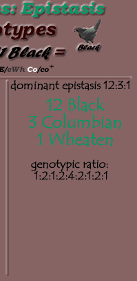 dominant epistasis