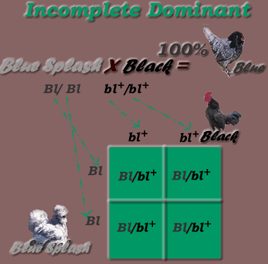 Incomplete Dominant Inheritance Mode: F1