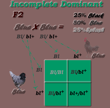 Incomplete Dominant Inheritance Mode: F2 generation