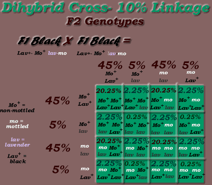 Autosomal Chromosome Linkage- 10cM- centiMorgans