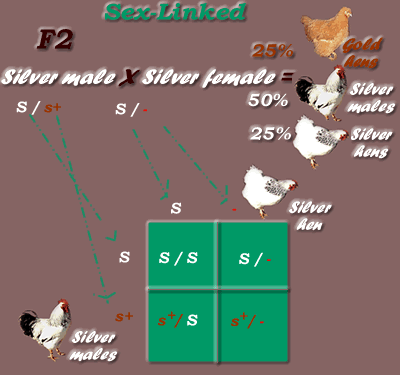 Sex-Linked Dominant / Recessive Inheritance Mode: F2 generation