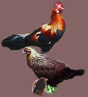 Red Jungle Fowl